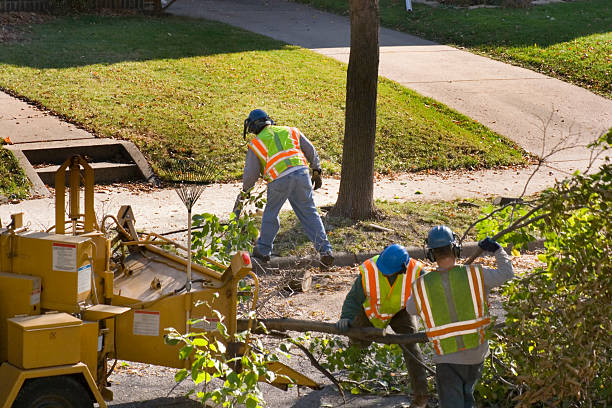 How Our Tree Care Process Works  in  Shelby, OH