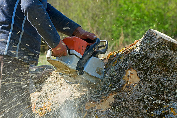 Best Tree Maintenance Programs  in Shelby, OH