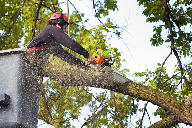 Best Seasonal Cleanup (Spring/Fall)  in Shelby, OH